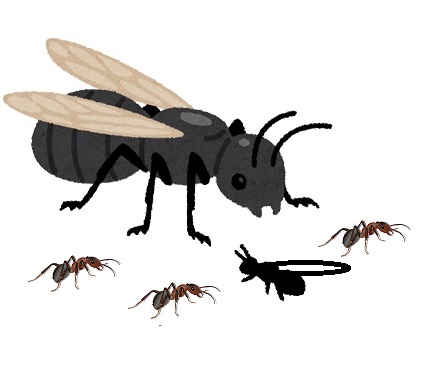家の中に小さなアリと羽アリが仲良く行進する原因の侵入口を塞いだ記